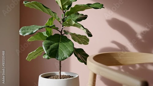 Potted green plant near wooden chair interior design element
