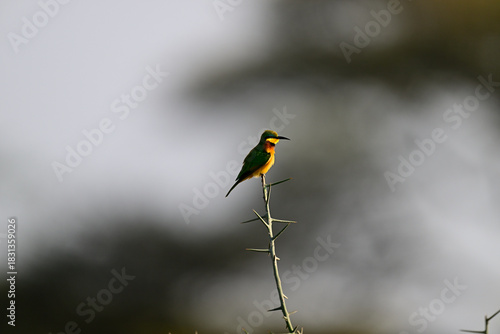 Little Bee-eater aka Merops pusillus 