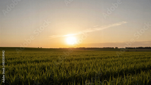 Sunrise over lush green rice fields rural landscape nature photography serene environment wide-angle view tranquility