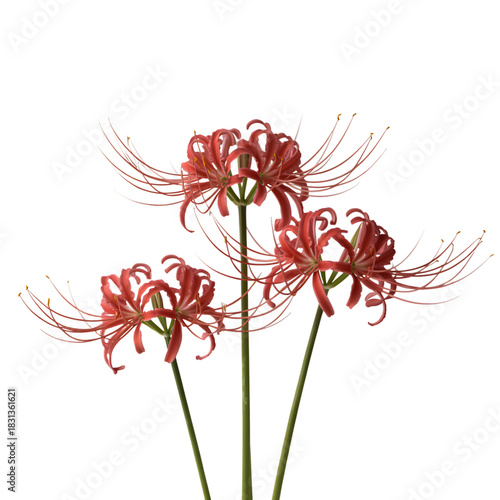 Three Red Spider Lilies graphic lily