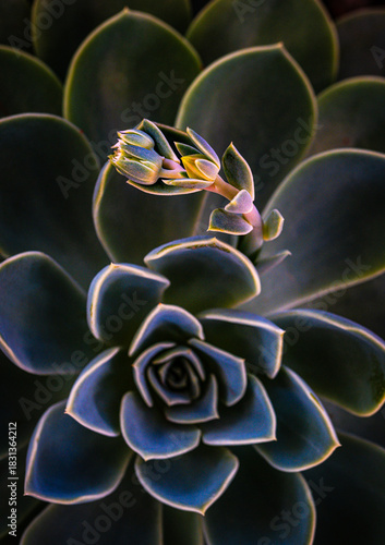Colorful Echeveria Succulent With Blooming Flowers in Close-Up View