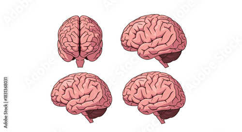 Various detailed illustrations of the human brain, showcasing its complex anatomy from multiple angles against a clean white background.