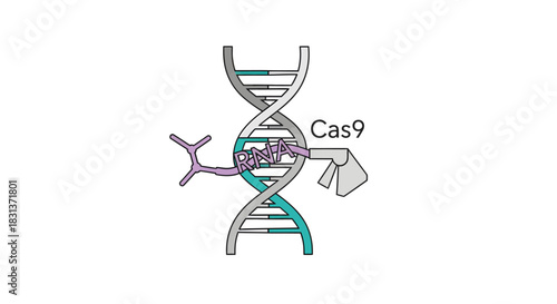 Explore CRISPR technology with this stunning representation of genetic engineering and the Cas9 protein, perfect for science and medical content