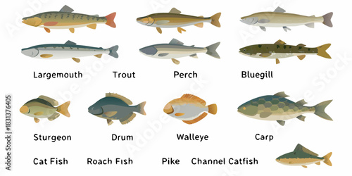 Collection of freshwater fish species illustration on white background