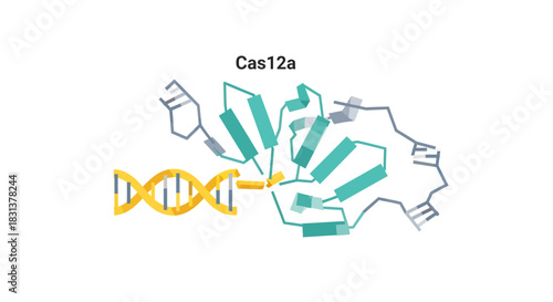 Cas12a protein bound to DNA strand representing gene editing technology and medical research advancements for healthcare innovation