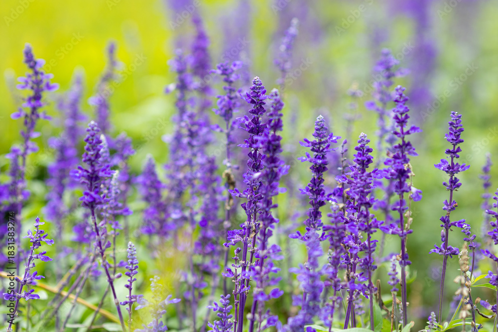 Obraz premium A close-up view of blooming lavender flowers in a lush green garden.