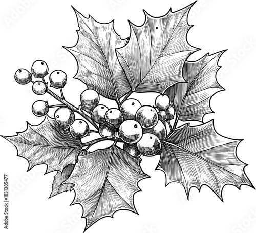 Holly leaves and berries for Christmas. Vector illustration in hand drawn sketch style isolated on white. Festive winter decoration for card, ornament, packaging, and holiday design element.