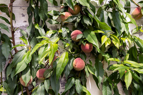 Fototapeta Naklejka Na Ścianę i Meble -  Peach tree with fruits inside greenhouse