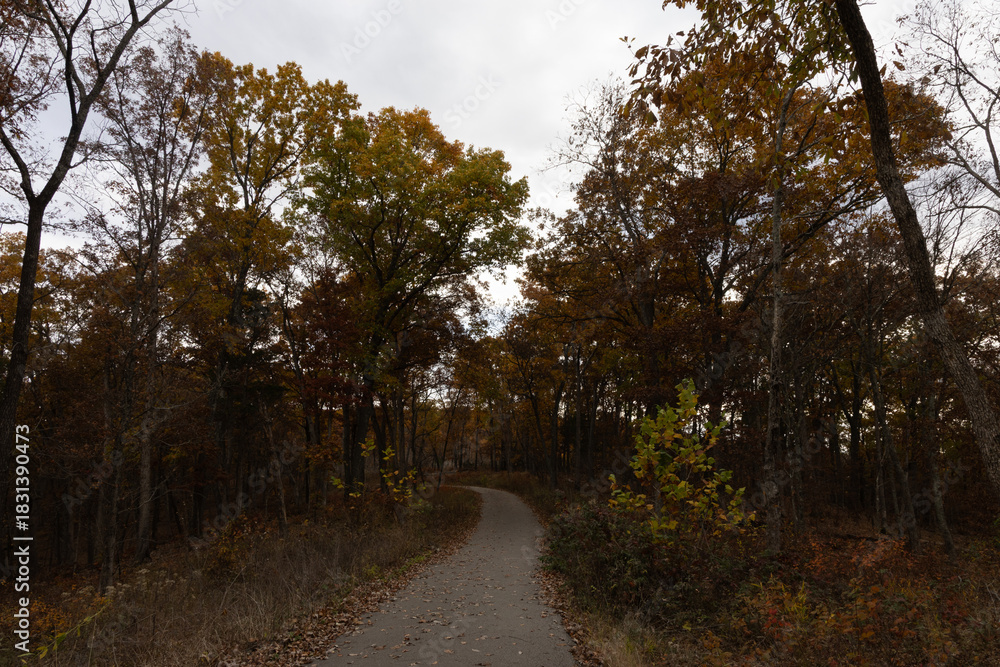 Fototapeta premium path in the woods