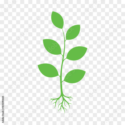 Green sprout with roots and leaves symbol of growth and life