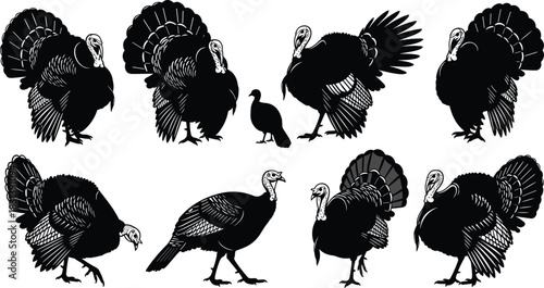 Black Vector Illustrations of Wild Turkeys, Detailed Male Gobblers Displaying and Walking, Diverse Poultry Icons in Engraving Style, Thanksgiving and Farm Design Collection, Isolated on White.