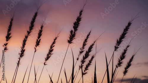 Silhouette of tall grass against a sunset sky with a gradient of colors