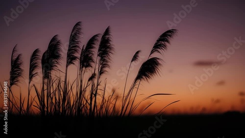 Silhouette of tall grasses against a vibrant sunset sky