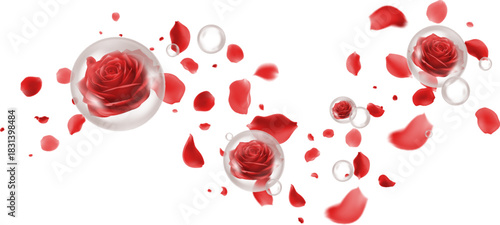 Red rose petals and red roses in clear bubbles Transparent background Ideal for romantic fragrance advertising Valentines Day promotions or beauty product packaging Emphasizes rich rose scent