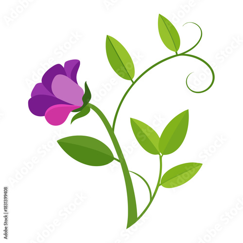 sweet pea flower on white background