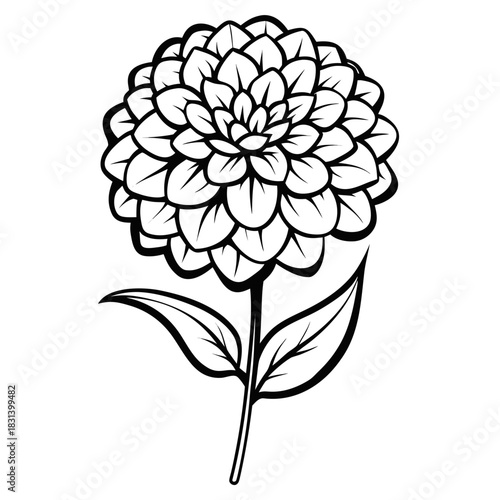 black and white zinnia flower