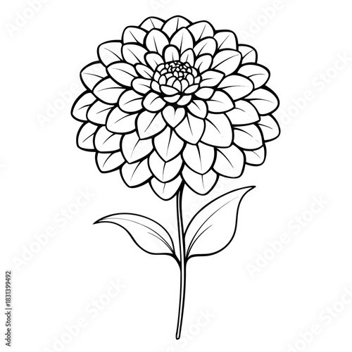 zinnia flower silhouette on white background