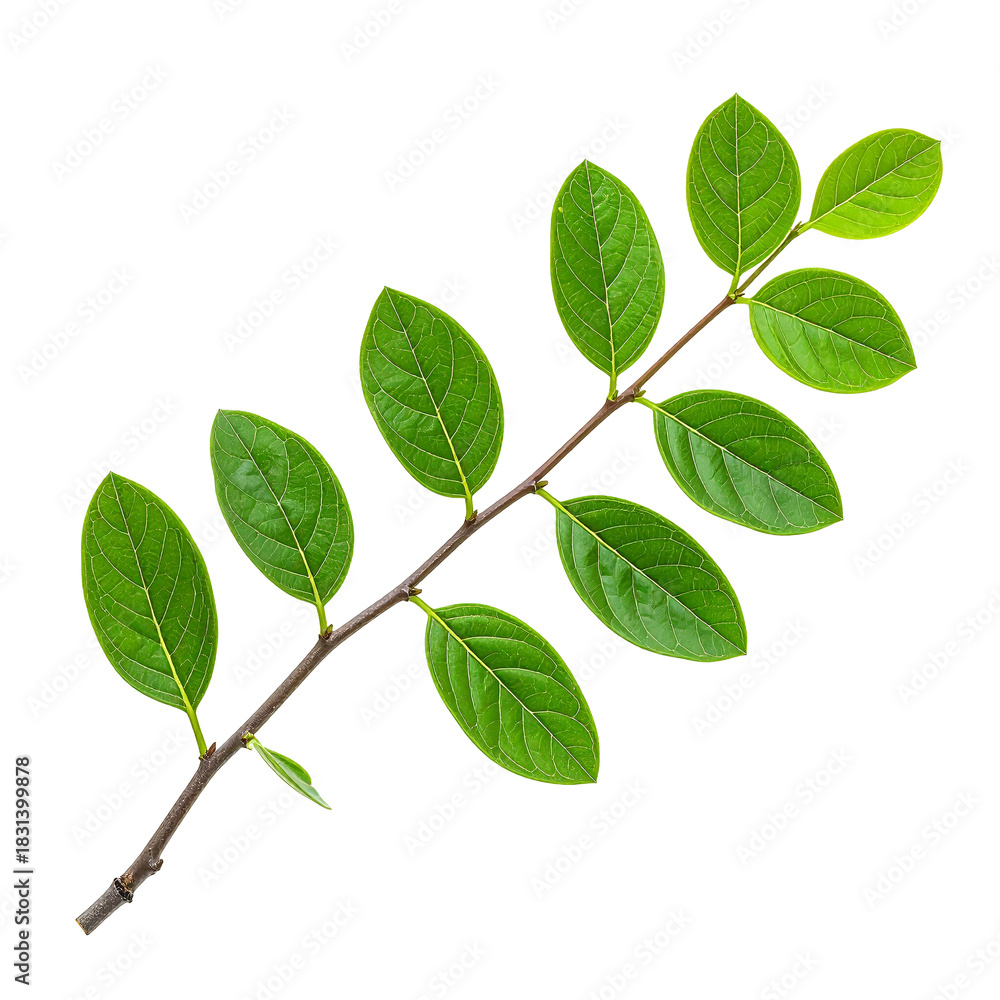 Fototapeta premium Leafy Branch Isolated: A close-up shot of a single leafy branch isolated, perfect for adding a touch of nature and freshness to your designs.