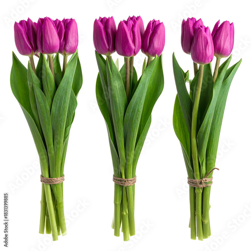 Vibrant Bouquets of Purple Tulips: Three elegant bouquets, each brimming with delicate purple tulips and verdant green stems, create a symphony of color and texture. Tied neatly with natural twine.