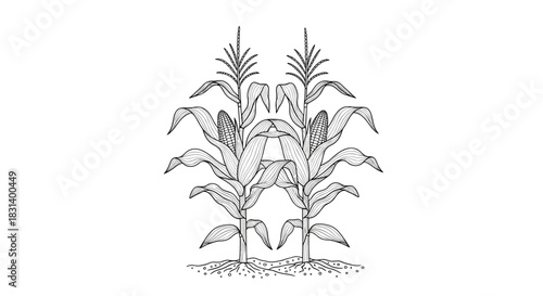 A symmetrical black and white ink drawing shows two mature corn plants with stalks leaves and cobs growing from the soil.