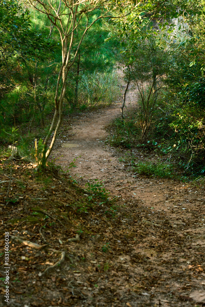 Obraz premium 歩きやすい穏やかな登山道