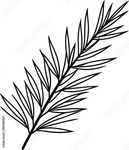 Black line art pine branch with needles tree nature