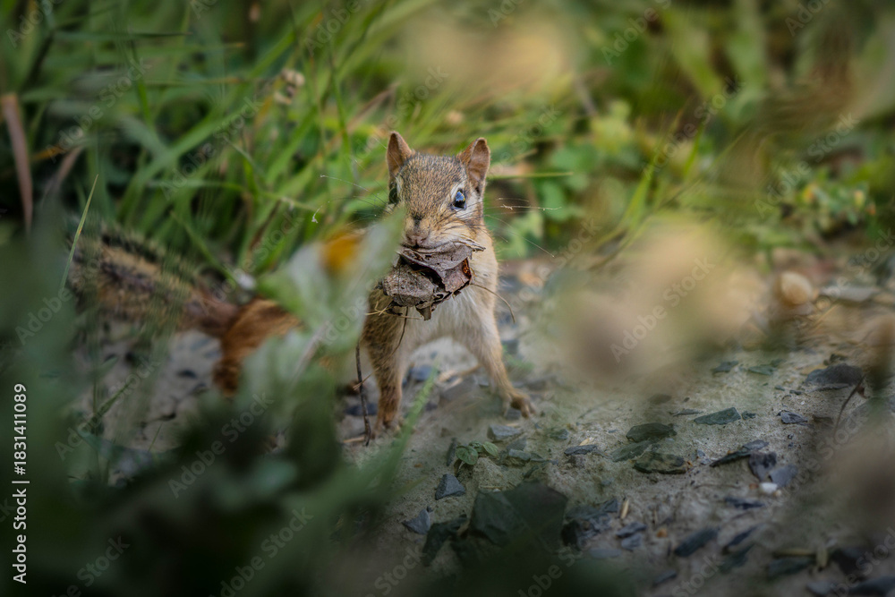 Fototapeta premium chipmunk with leaf in its mouth