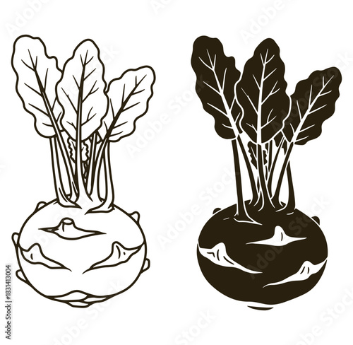 Black and white illustration of kohlrabi vegetable with its leaves and artistic outlines