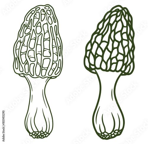 Detailed line art illustration of two morel mushrooms in a botanical isolated style