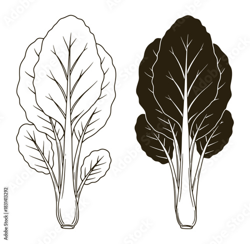 Detailed line art illustration of swiss chard plant depicting positive and negative space