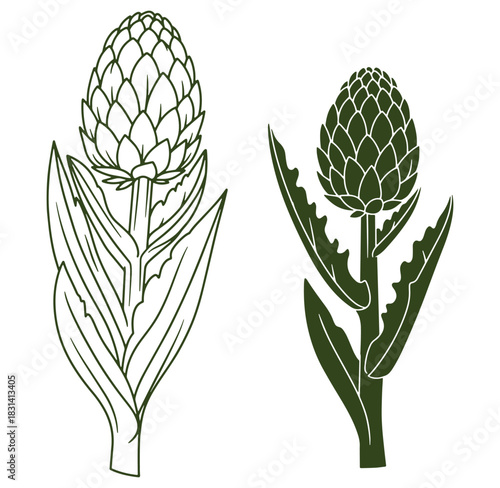 Detailed linear vector art illustration of two different artichoke plant designs in green