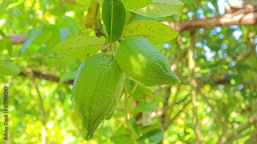 Wallpaper Mural Lemon fruits and flowers in farm plantation. Torontodigital.ca