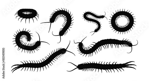 A collection of black and white illustrations depicting several centipedes