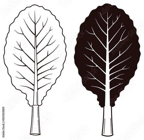 Vector illustration of two contrasting spinach leaves in outline and filled black styles