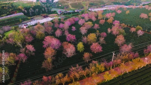 4K Aerial Sunrise Himalayan Cherry Blossoms, Tea Hills in Da Lat, Vietnam
blooming pink cherry trees scattered among lush green tea rows during a golden sunrise among wind turbines