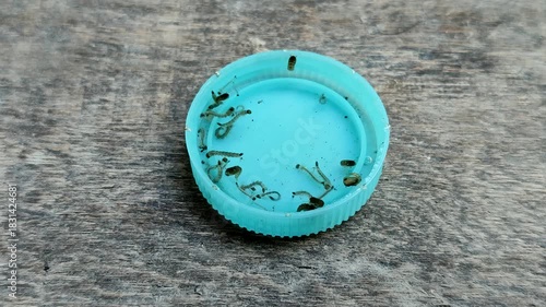 mosquito larvae nest in puddles of water in plastic bottle caps with a wooden background.