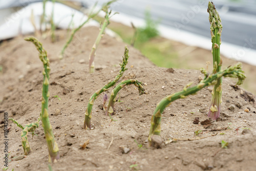 Young asparagus sprouts emerging from sandy soil in close up.
