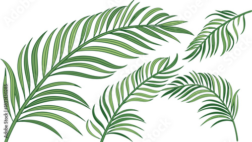 Vector illustration collection of five detailed green palm tree fronds illustration for tropical design element