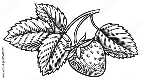 Vector illustration engraving style black and white illustration of a single ripe strawberry with attached leaves