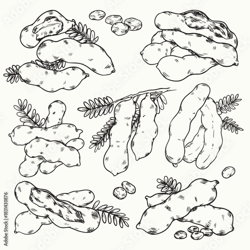 Set of hand drawn tamarind outline drawing illustration 2