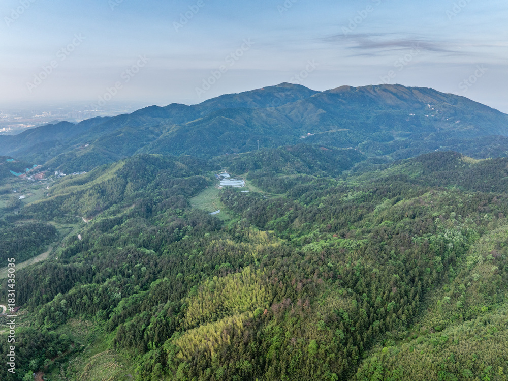 Naklejka premium Bamboo Forest on the Mountain
