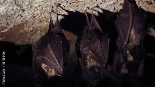 Close up small awake horseshoe bat in group taking off from upside down on cold arched brick cellar ceiling in undergrounds just after hibernation. Wildlife