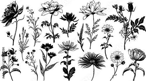 Elegant monochrome floral illustrations showcase various flower types and botanical elements, perfect for design projects and artistic endeavors.