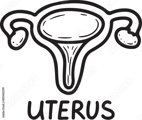 Human uterus. Hand drawn doodle. Female reproductive organ for embryo development. Child bearing black and white