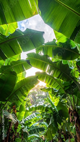 Lush overhead view of tropical green foliage, sunlight peeking through