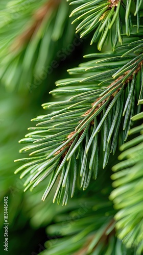 A close-up shot of vibrant green pine needles, showcasing the texture and detail of the plant, with a blurred green background.