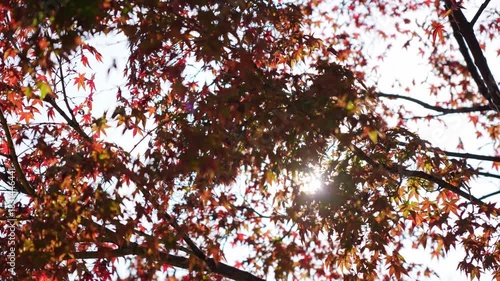 Sunlight Filtering Through Bright Red and Orange Maple Leaves in Autumn Forest