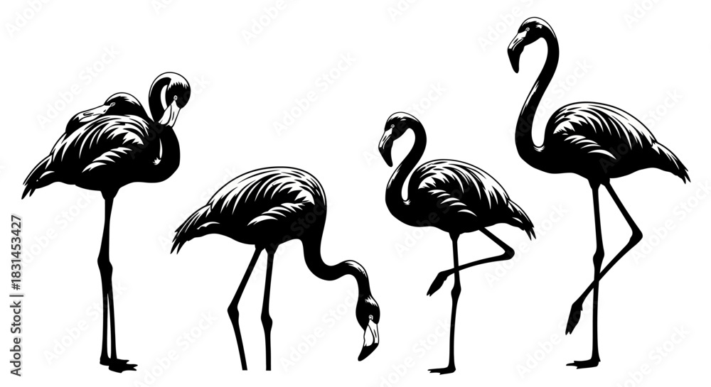 Naklejka premium Flamingos group in black and white with transparent background