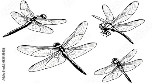 Dragonflies in flight with transparent background