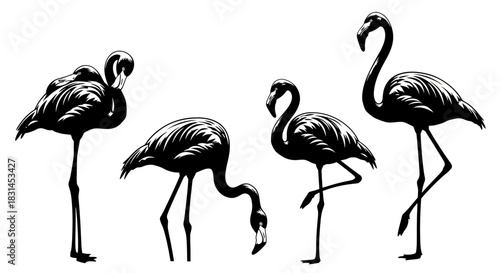 Flamingos group in black and white with transparent background